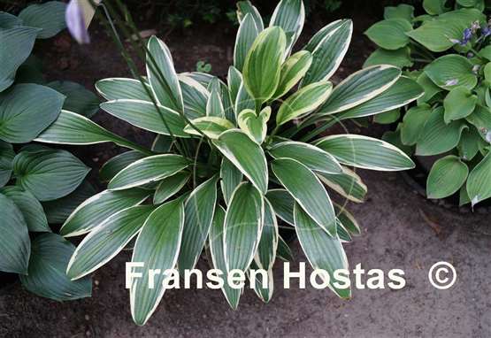 Hosta rectifolia 'Chionea'